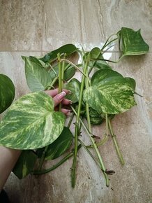 Epipremnum aureum, pothos