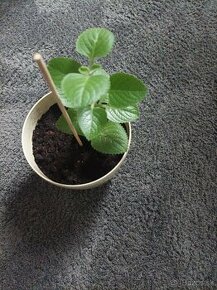Nadchovnik- rastlina na podporu zdravia