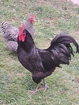 Kohut Australopka