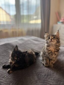 Maine coon mačiatka k odberu