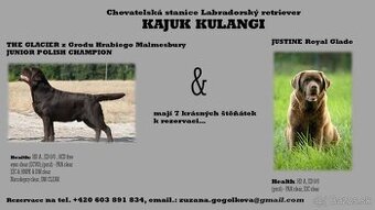 Prodám štěňátka Labradora s pp