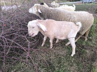 Anglonubijsky capko podielovy,predaj, pripustenie