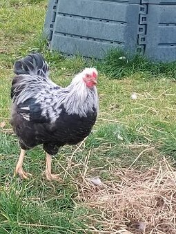 Kohút - wyandotka strieborná zdrobnelá