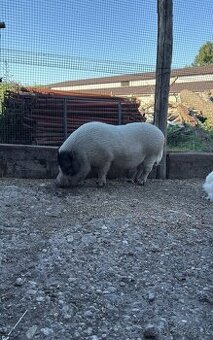 Darujem gottingenské prasiatko