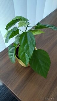 Čínska ruža červenokvetá