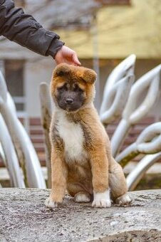Americká akita s pp