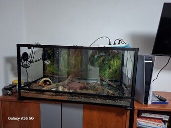 Predam terarium reptiplanet