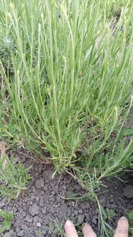 Levanduľa lekárska  - sadenice