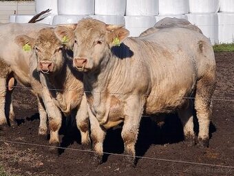 Plemenný býk Charolais