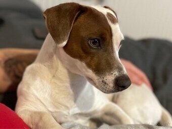 Jack Russell teriér krytie