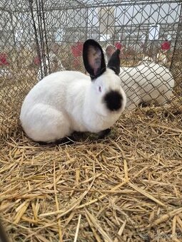 Kalifornský čierny