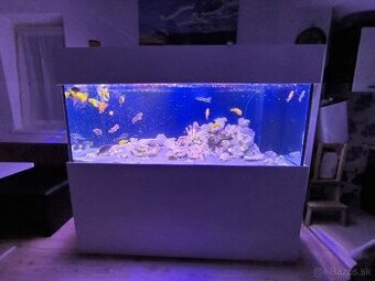 Akvárium 1000L cichlidy