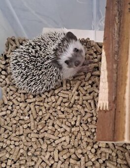 Ježko bielobruchý s vybavením