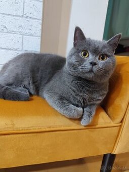 Britský kocúr na krytie