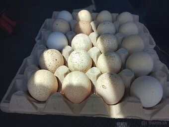 Nasadové vajcia morky