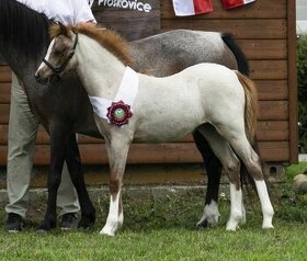 Roční klisnička welsh pony B - 1