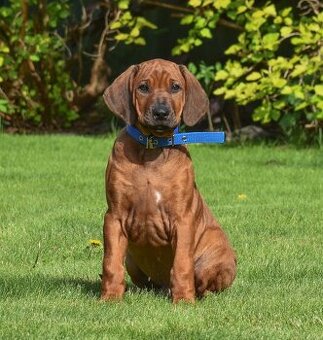 Rhodesian / Rhodéský Ridgeback s PP
