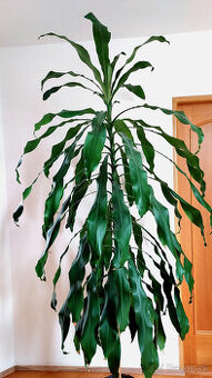 DRACENA