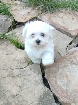 Maltezak