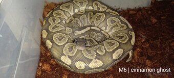 Python kralovsky