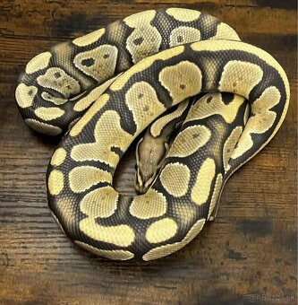 Python regius