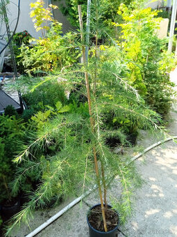 Céder, Cyprus, Albizia