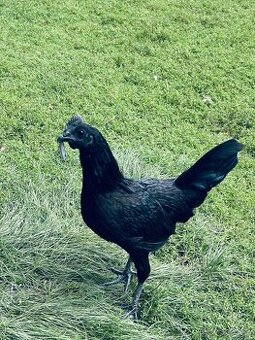 Kohút AYAM CEMANI