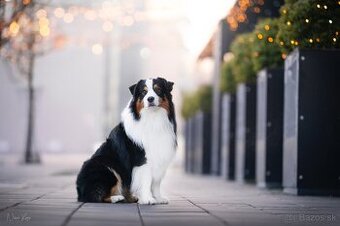 Austrálsky ovčiak - krytie, PP