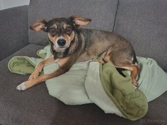 Darujeme psíka do láskavého domova