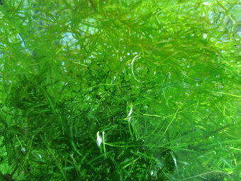 Plávajúce rastliny