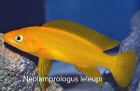 Neolamprologus leleupi