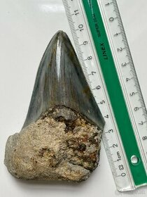 Zub Megalodon (Otodus megalodon), 9,9cm