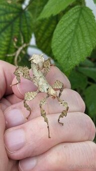 Extatosoma tiaratum