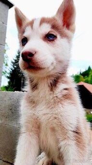 Sibirsky husky hasky