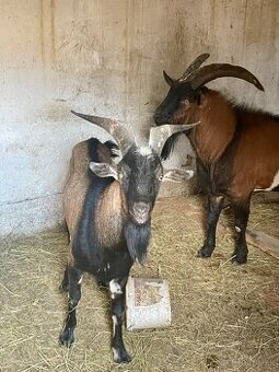 Kozy, capko