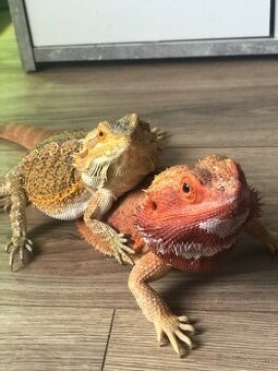 Agama bradata