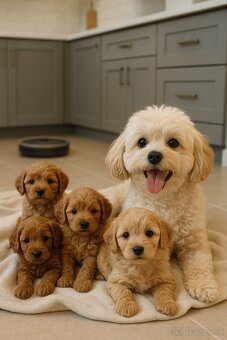 Maltipoo cavapoo Cockapoo