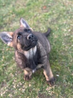 Vlkosedy psik a čierna fenka nemecky ovciak s pp - 1