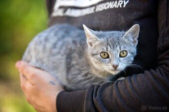 Darujem mačiatka z ulice - čierne, sivé, whiskas