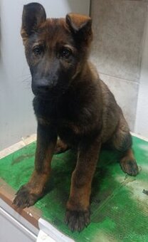 Nemecký ovčiak s PP