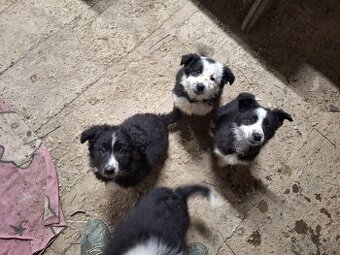 Predáme šteniatka border kólie