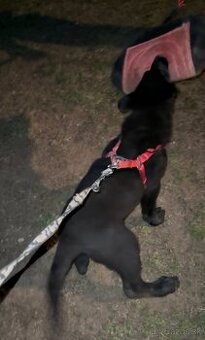 nemecky ovciak s PP steniatko