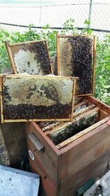 Odchyt včelích rojov (PP a okolie) - 1