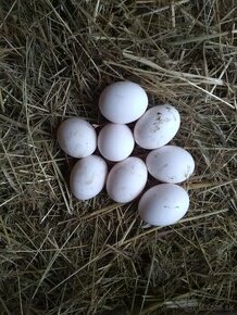Nasadove vajcia Leghorn