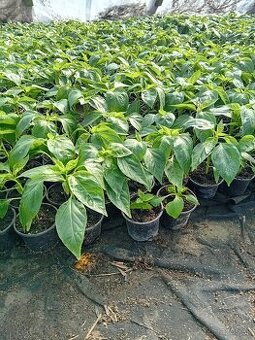 Planty priesady