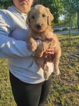 Goldendoodle