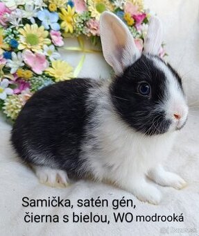 Zakrslé ( zdrobnené) kraliky s VP, mláďatká satén gén