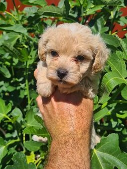 Maltipoo