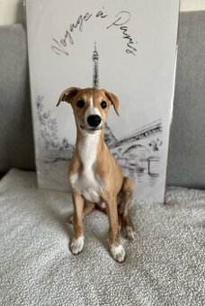 Šteniatko Vipet/Whippet s preukazom pôvodu