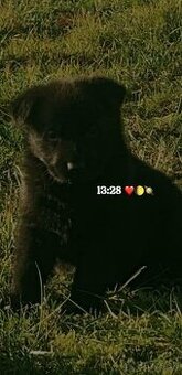 Šteniatka- nemecký ovčiak